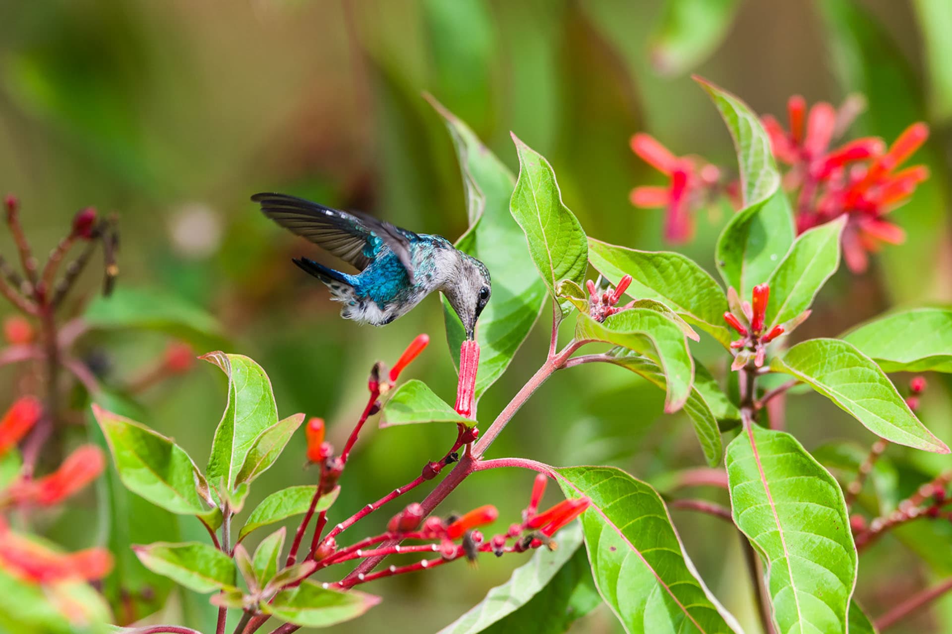 Cuba Birding Tours